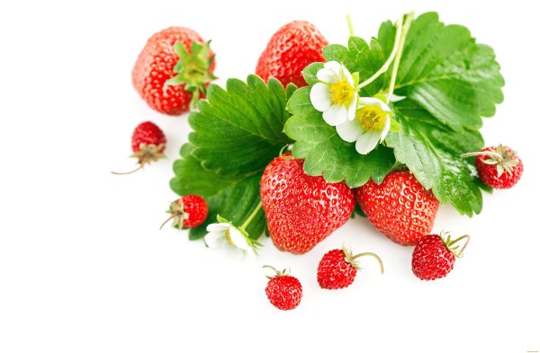 Земляника Лесная