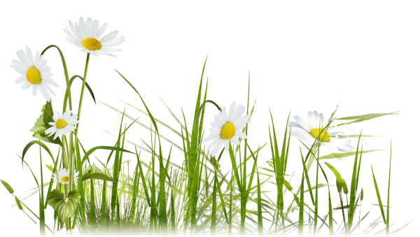 Луг на белом фоне