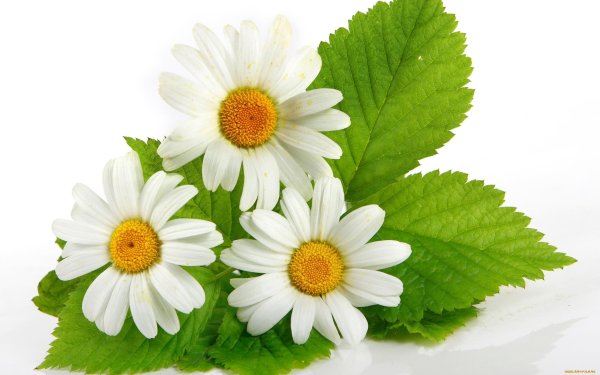 Мойчечак Гули