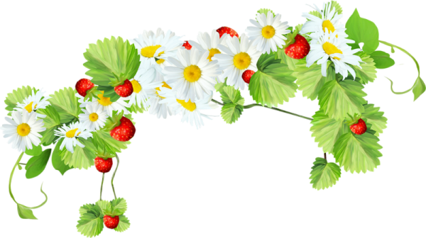 Летние цветы на прозрачном фоне