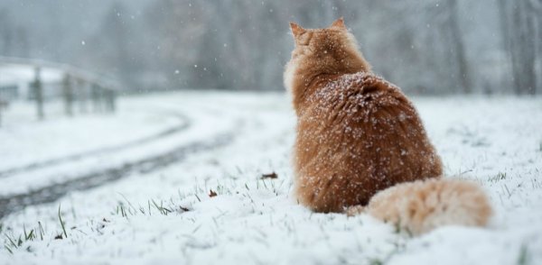 Весна ты где