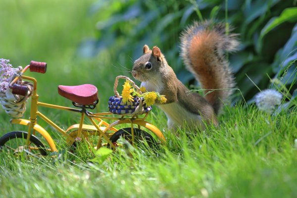 Красивые звери