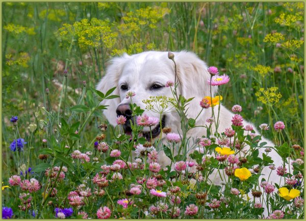 Честер гепард или леопард