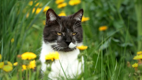 Коты и лето