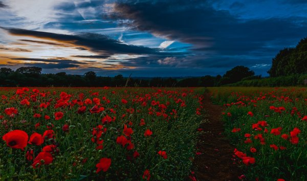 Красные летние цветы