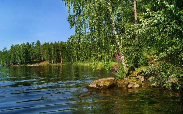 Лес река цветы