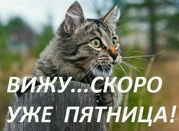 Мотиваторы позитивные смешные