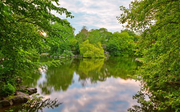 Летние цветы