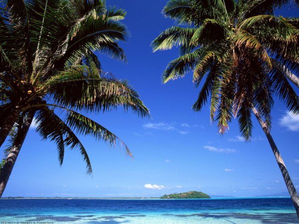 Море пляж пальмы красота