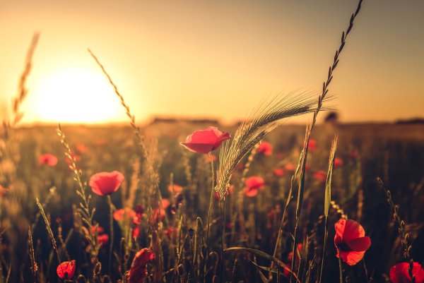 Поле с цветами на закате