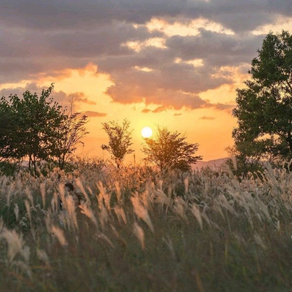 Летняя Краса