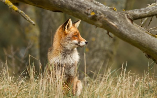 Лиса в жару