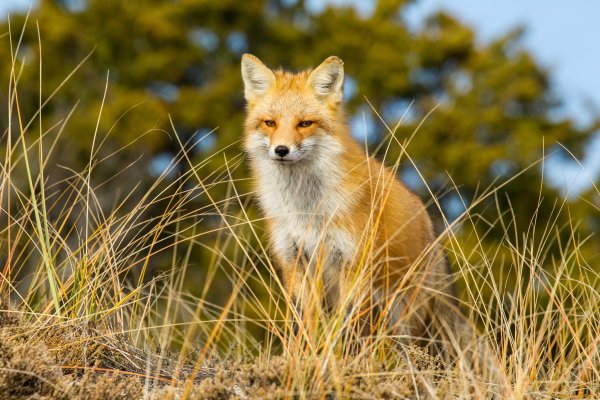 Картинки на рабочий стол лиса