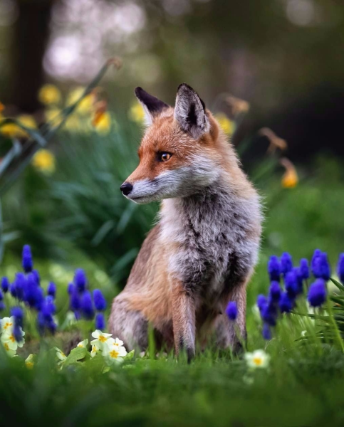 Алексей лисица