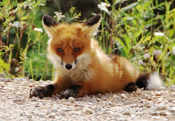 Полевая лиса