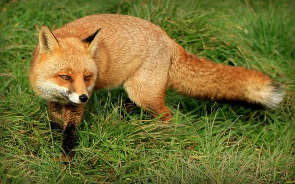 Лисица (Vulpes Vulpes)