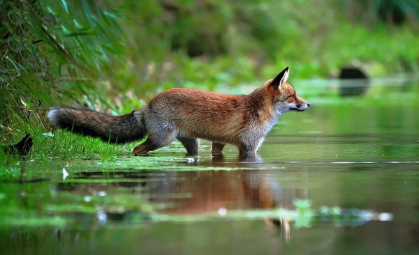 Лиса Среднерусская