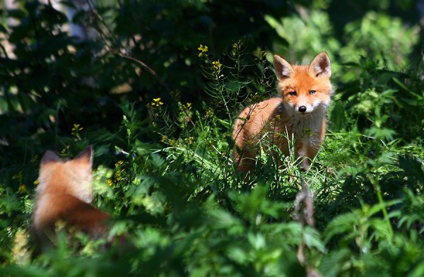 Лисица в Калужской области