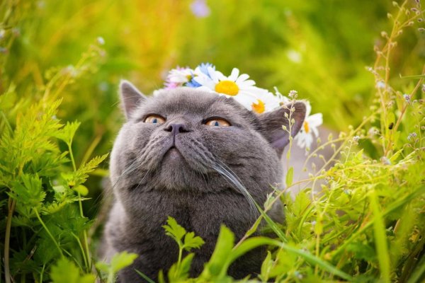 Кошка лето