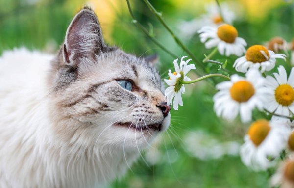 Коты и лето