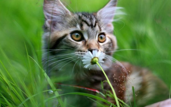 Котик летом