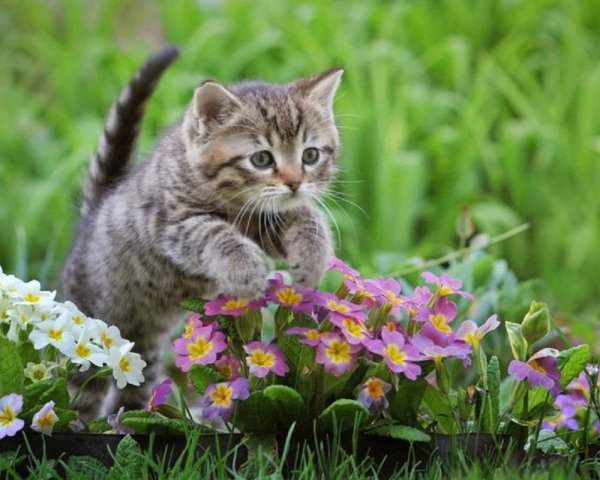 Котенок с цветочком