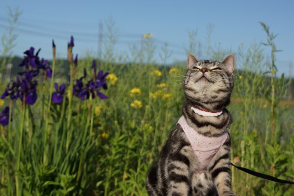 Коты и лето