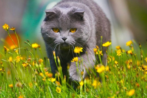 Летний кот