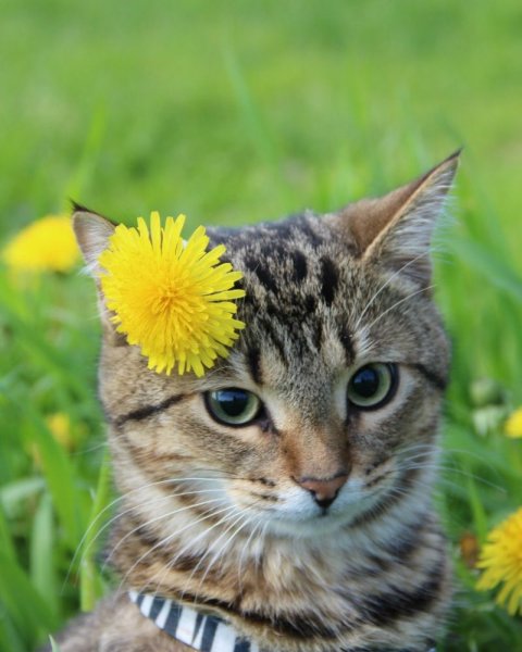 Котенок в одуванчиках
