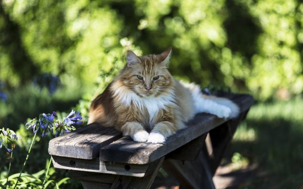 Кошка на скамейке