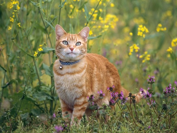 Рыжий кот на природе