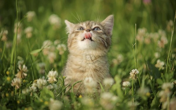 Котик в траве