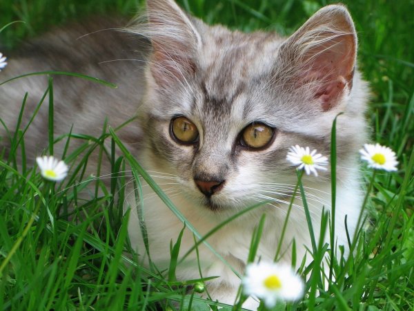 Котенок в траве