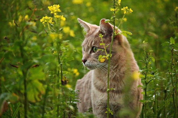 Котенок в траве