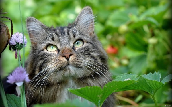 Кот лето