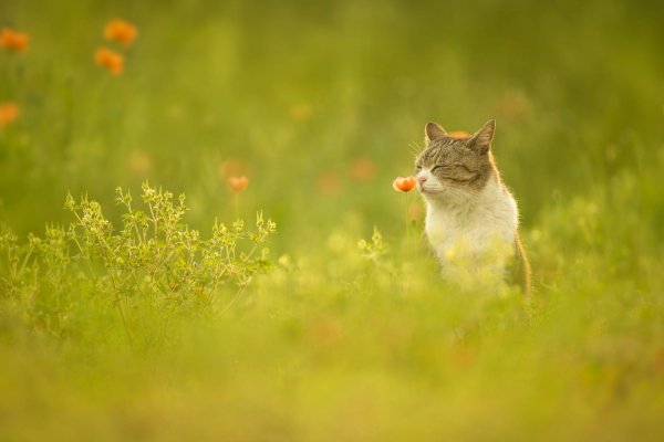 Кошки весной