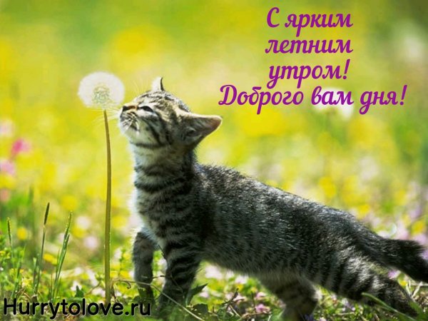 Котик в траве