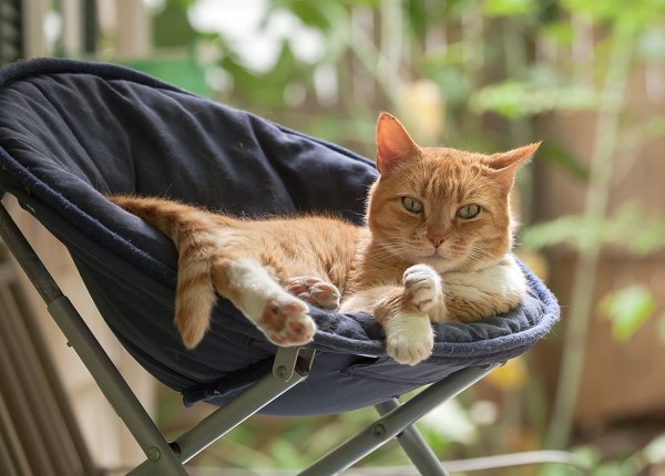 Летнее утро с котом