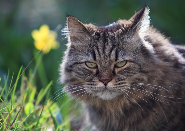 Кот на солнышке