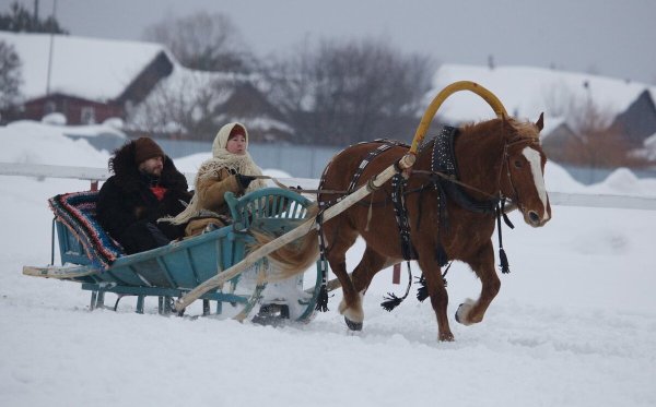Лошадь запряженная в сани