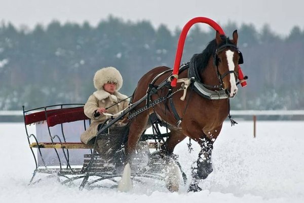 Лошадь запряженная в сани