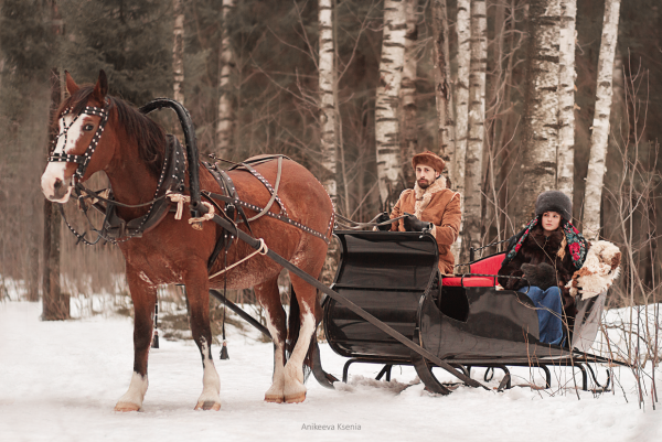 Лошадь с санями