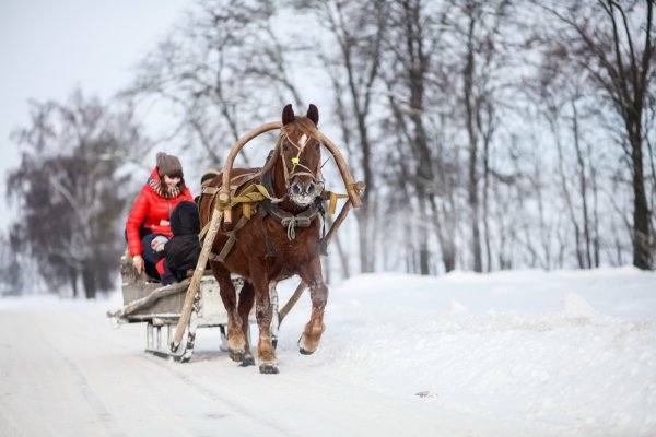 Катание на санях