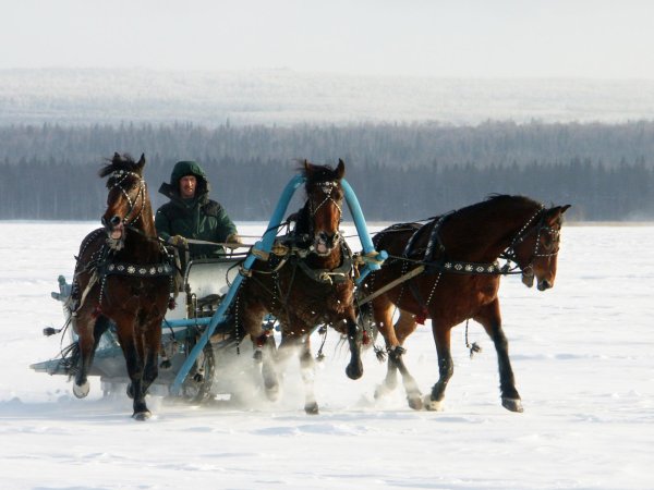 Катания на санях на лошадях