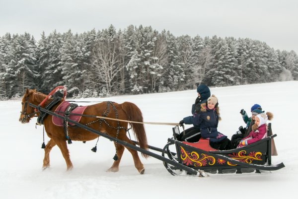 Лошадь запряженная в сани