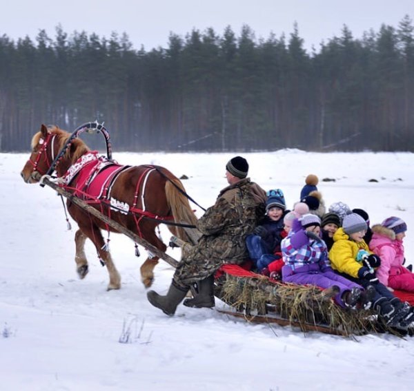 Катание на санях с лошадьми