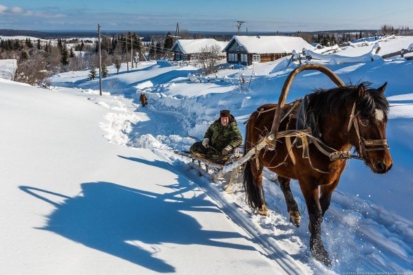 Лошадь с санями