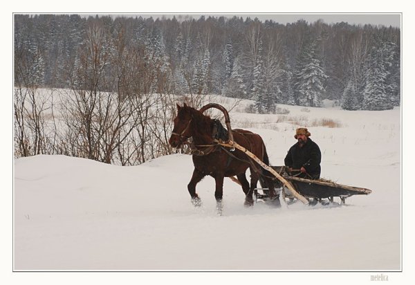 Лошадь с санями зимой
