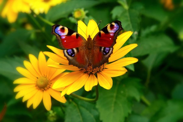 Бабочки летом