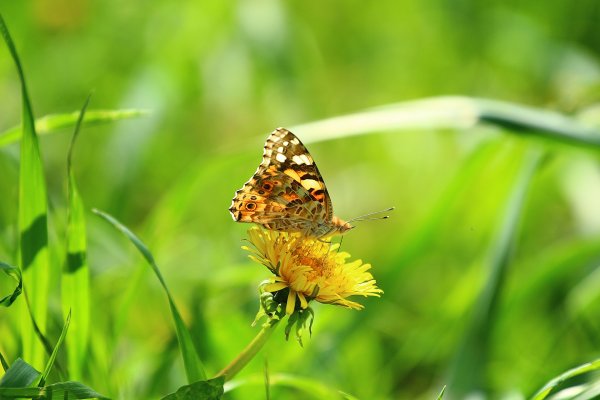 Лето бабочки